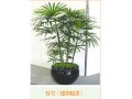 辦公室風(fēng)水植物大全,植物風(fēng)水知識介紹-成都花卉租賃